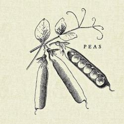 Linen Vegetable BW Sketch Peas | Obraz na stenu
