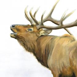 Majestic Elk Brown Crop | Obraz na stenu