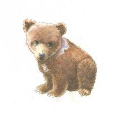 Into the Woods Bear Cub | Obraz na stenu