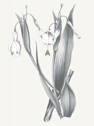 Neutral Botanical II | Obraz na stenu