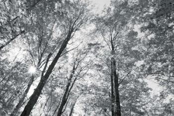 Autumn Forest III BW | Obraz na stenu