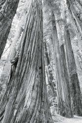 Redwoods Forest III BW | Obraz na stenu