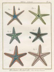Histoire Naturelle Starfish I | Obraz na stenu