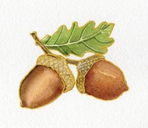 Autumn Days Acorns | Obraz na stenu