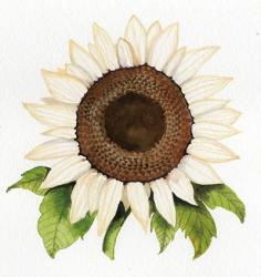 Autumn Elegance White Sunflower | Obraz na stenu