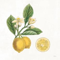 Classic Citrus I | Obraz na stenu