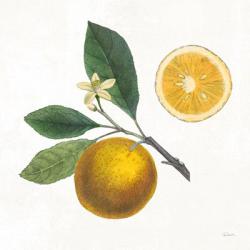 Classic Citrus II | Obraz na stenu