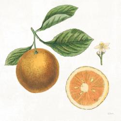 Classic Citrus IV | Obraz na stenu