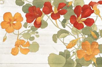 Summer Nasturtiums Cottage | Obraz na stenu