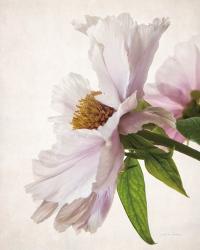 Translucent Peony IV | Obraz na stenu