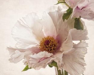 Translucent Peony V | Obraz na stenu