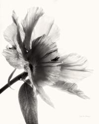 Translucent Peony II BW | Obraz na stenu