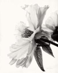 Translucent Peony IV BW | Obraz na stenu