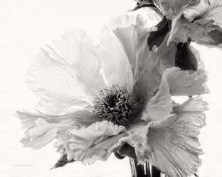 Translucent Peony V BW | Obraz na stenu