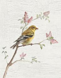 Female Goldfinch Vintage v2 | Obraz na stenu