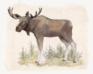 Wilderness Collection Moose | Obraz na stenu