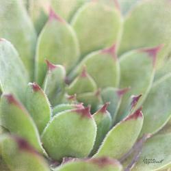 Garden Succulents I Color | Obraz na stenu