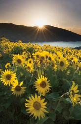 Columbia River Gorge Sunrise | Obraz na stenu