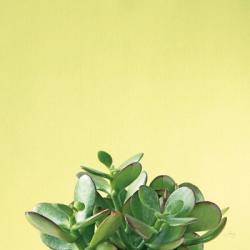 Succulent Simplicity III | Obraz na stenu