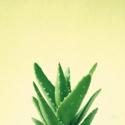 Succulent Simplicity V | Obraz na stenu