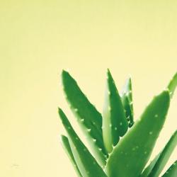 Succulent Simplicity VI | Obraz na stenu