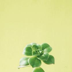 Succulent Simplicity VII | Obraz na stenu