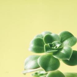 Succulent Simplicity VIII | Obraz na stenu