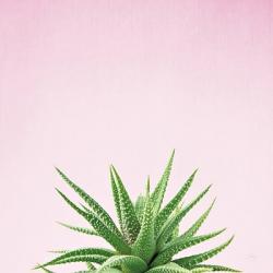 Succulent Simplicity I on Pink | Obraz na stenu