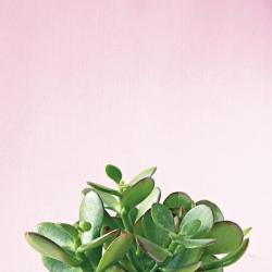 Succulent Simplicity III on Pink | Obraz na stenu