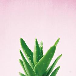 Succulent Simplicity V on Pink | Obraz na stenu