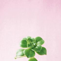 Succulent Simplicity VII on Pink | Obraz na stenu