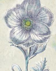 Belle Fleur II Crop | Obraz na stenu
