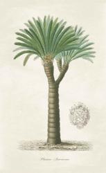 Palm Tree Cycas Crest | Obraz na stenu