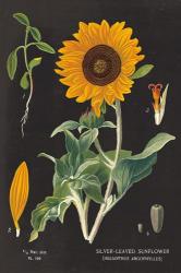Sunflower Chart | Obraz na stenu