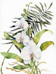 Botanical Phalaenopsis | Obraz na stenu