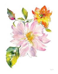 Dahlia Delight of the Day II | Obraz na stenu