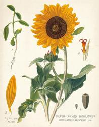Sunflower Chart on Ivory | Obraz na stenu