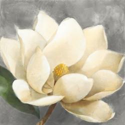 Magnolia Blossom on Gray | Obraz na stenu
