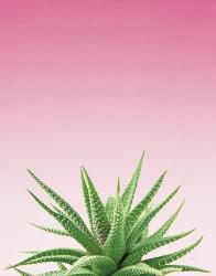 Succulent Simplicity I Pink Ombre Crop | Obraz na stenu