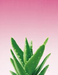 Succulent Simplicity V Pink Ombre Crop | Obraz na stenu