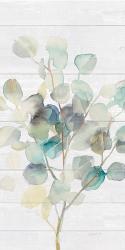 Eucalyptus III on Shiplap Crop | Obraz na stenu