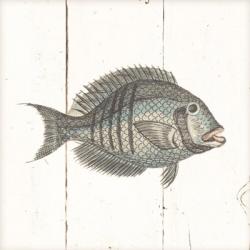 Fish Sketches I Shiplap | Obraz na stenu