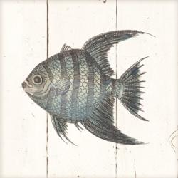 Fish Sketches II Shiplap | Obraz na stenu