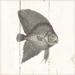 Fish Sketches III Shiplap | Obraz na stenu