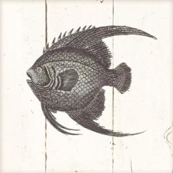 Fish Sketches IV Shiplap | Obraz na stenu