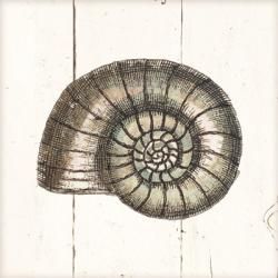 Shell Sketches I Shiplap | Obraz na stenu