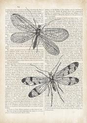 Vintage Dragonflies on Newsprint | Obraz na stenu
