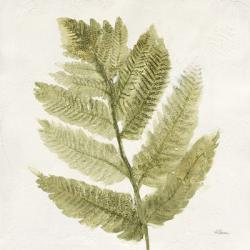 Forest Ferns I | Obraz na stenu