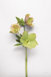 Hellebore Study I | Obraz na stenu