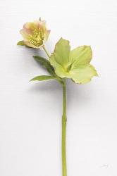 Hellebore Study II | Obraz na stenu